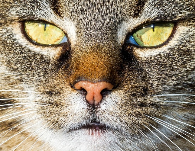 Cat staring into camera