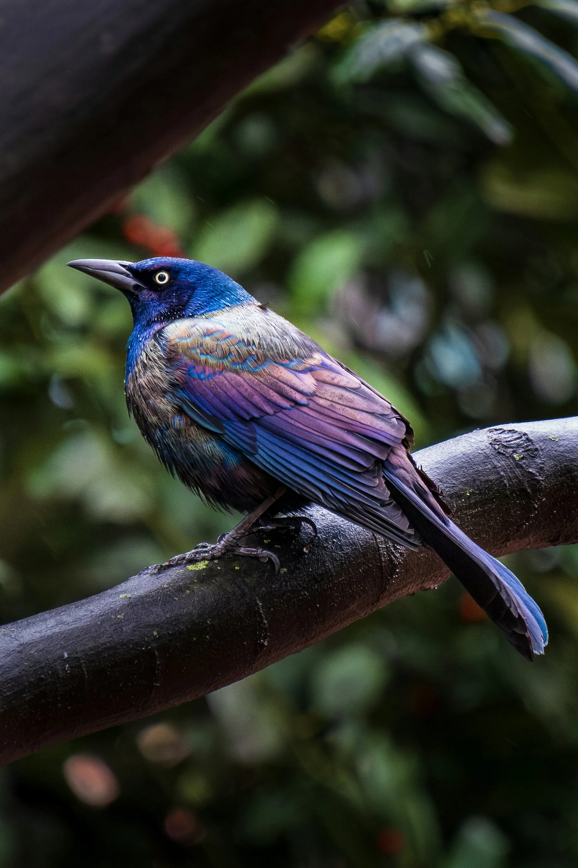 Image manipulation demo